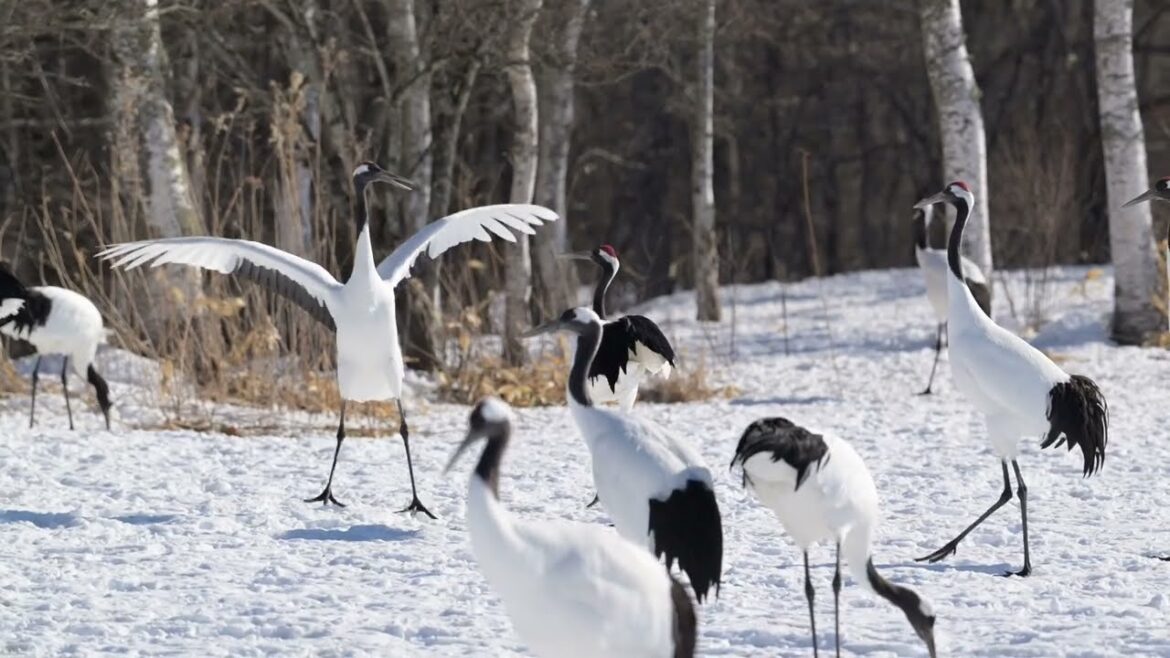 Hokkaido Winter Birding trip 2025