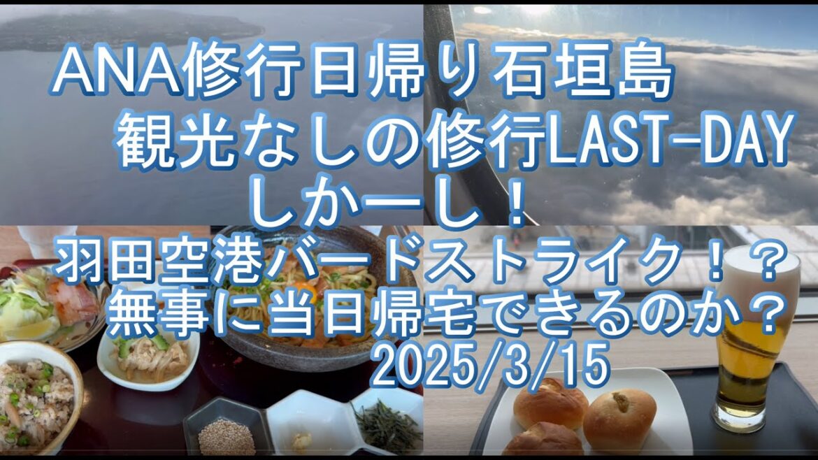 20250315 ANA修行日帰り石垣島 バードストライクで帰れるのか!? 20250315 ANA修行日帰り石垣島 バードストライクで帰れるのか!?