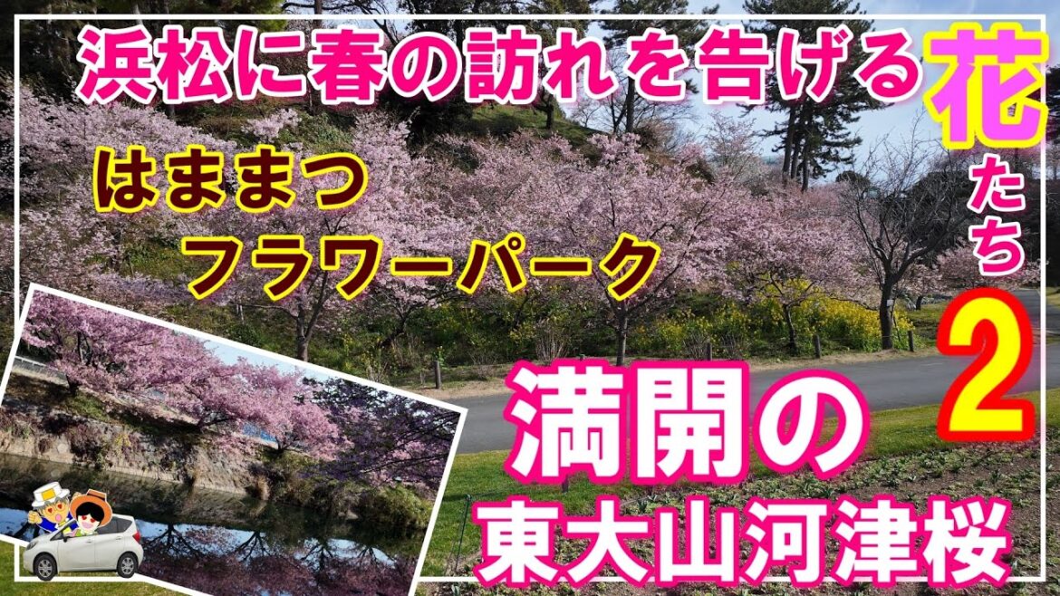 【浜松に春の訪れを告げる花たち2】はままつフラワーパークへ早咲きの桜を鑑賞するため訪問。東大山河津桜へのリベンジも収録。 【浜松に春の訪れを告げる花たち2】はままつフラワーパークへ早咲きの桜を鑑賞するため訪問。東大山河津桜へのリベンジも収録。