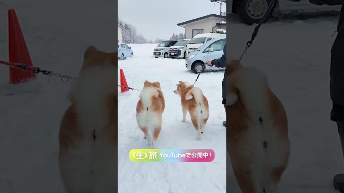 秋田犬🐶モッフモフ♪