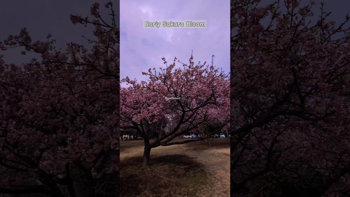Early Sakura Bloom in Boso No Mura in Chiba, Japan