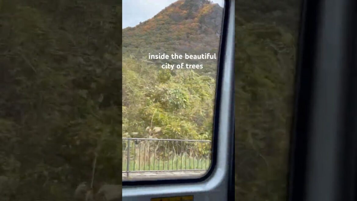 Inside ‘The City of Trees’ deep in #japan #travel #traveldestinations #whiskey #distillery #shorts