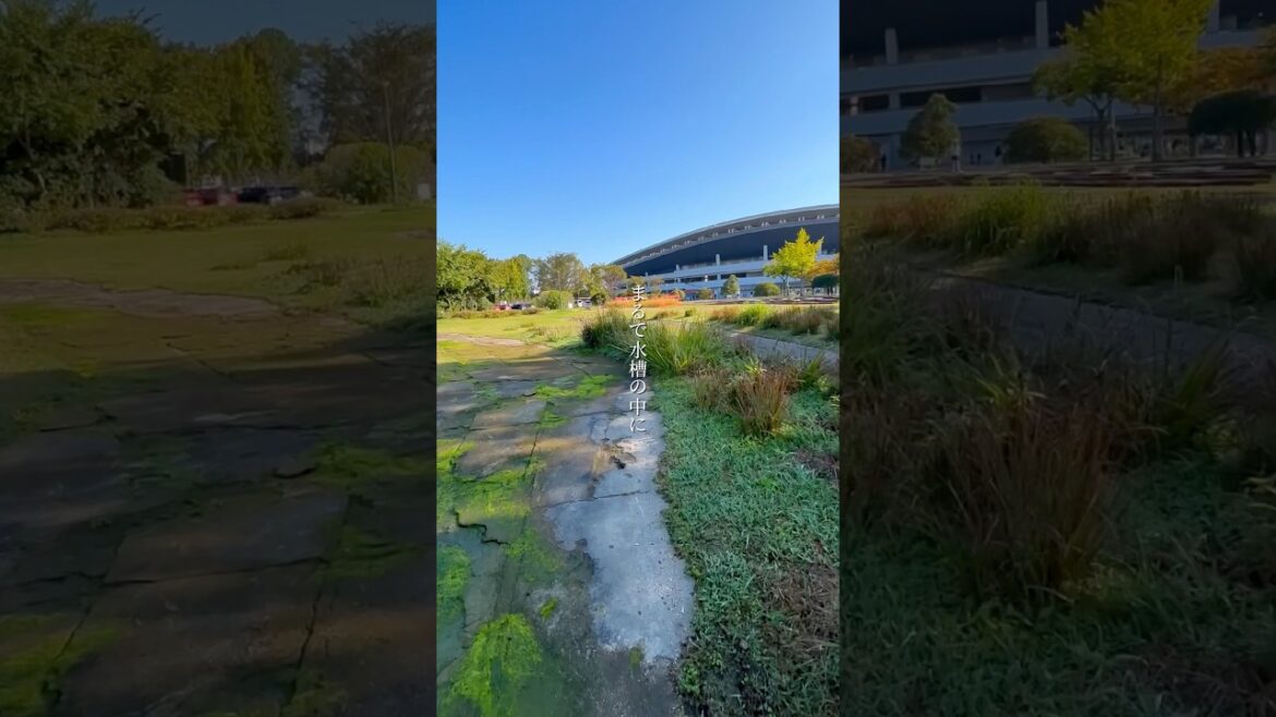 岡山県総合グラウンドの秋の紅葉🍂　岡山県観光スポット紹介