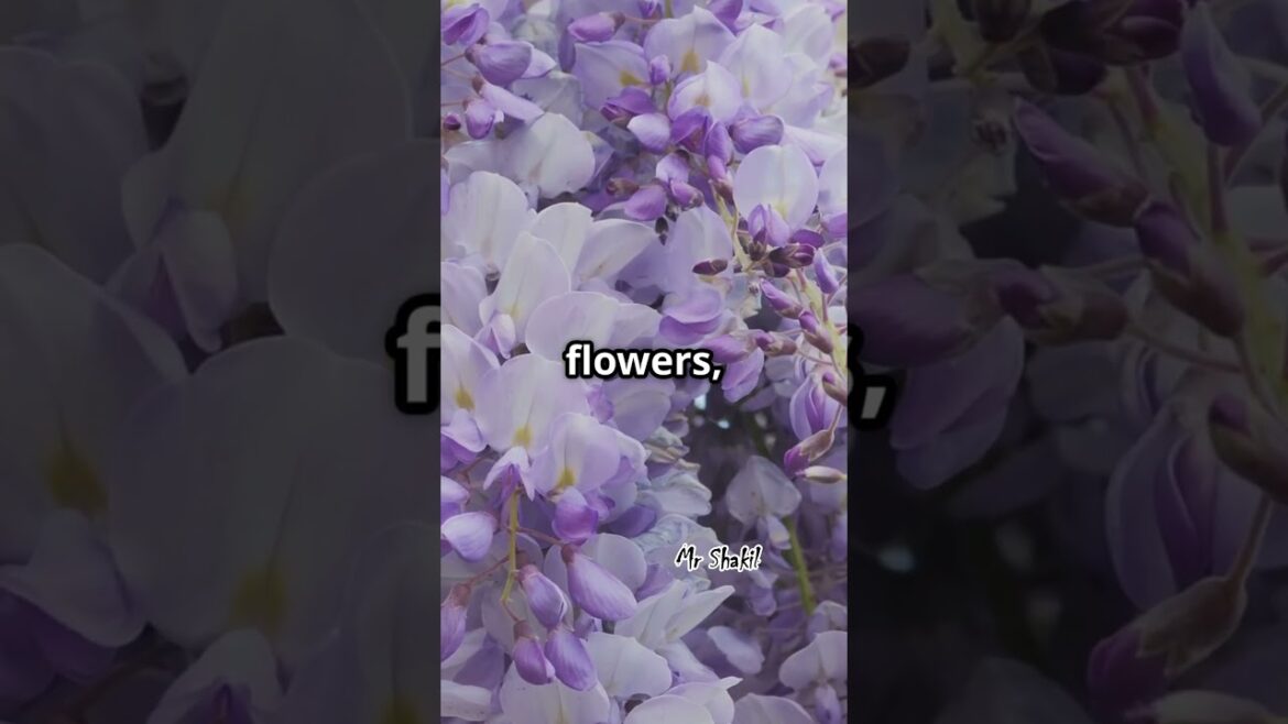 Explore & Adventure: Secret Wisteria Garden in Japan! ๐ธ Most Beautiful Flower Tunnel in the World Explore & Adventure: Secret Wisteria Garden in Japan! ๐ธ Most Beautiful Flower Tunnel in the World