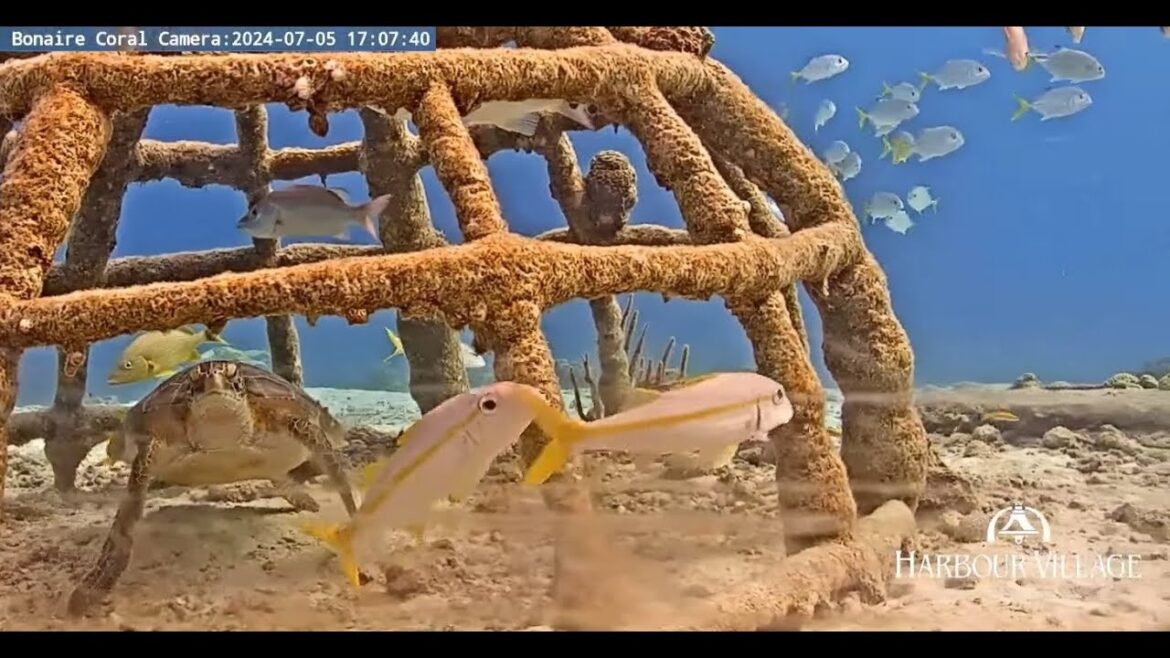 Harbour Village Bonaire Coral Reef