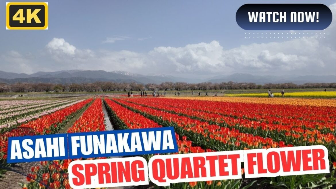 Exploring Asahi Funakawa Spring Quartet Flower Garden in Asahi, Toyama Exploring Asahi Funakawa Spring Quartet Flower Garden in Asahi, Toyama
