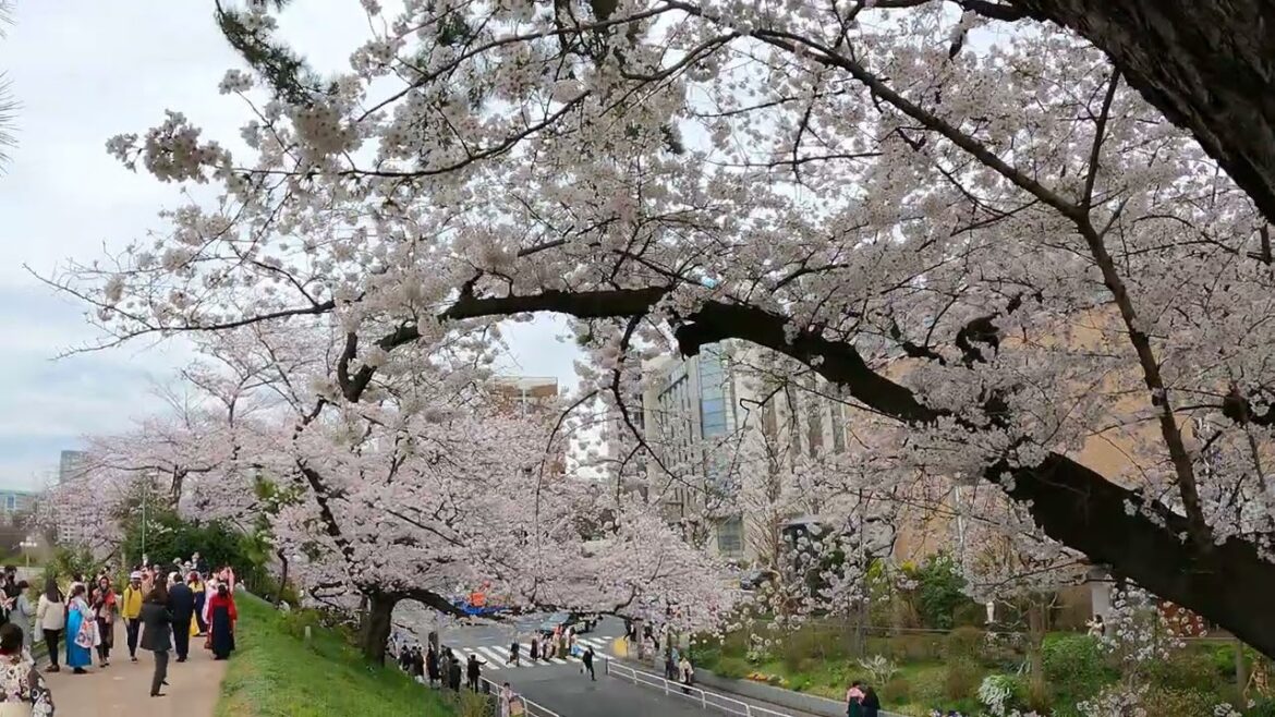 Yotsuya Sakura Relaxing Walk Pt.8 | Tokyo Japan, ASMR 4K | VXT TRAVEL Yotsuya Sakura Relaxing Walk Pt.8 | Tokyo Japan, ASMR 4K | VXT TRAVEL