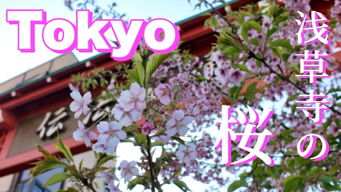 【Sensoji Temple Tokyo Walking Tour/東京 浅草 浅草寺】Spring 2025 | 日本文化を感じる空間 【Sensoji Temple Tokyo Walking Tour/東京 浅草 浅草寺】Spring 2025 | 日本文化を感じる空間