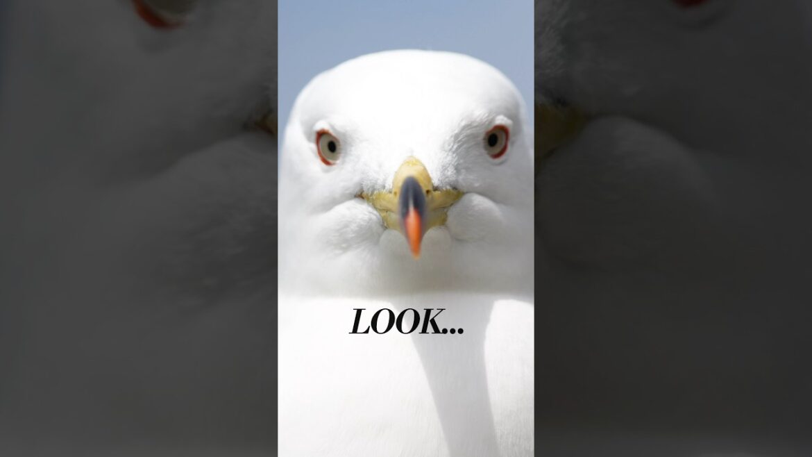Whatcha looking at! #japan #travel #birds #seagull #aomori #wildlife #traveldestinations #spring