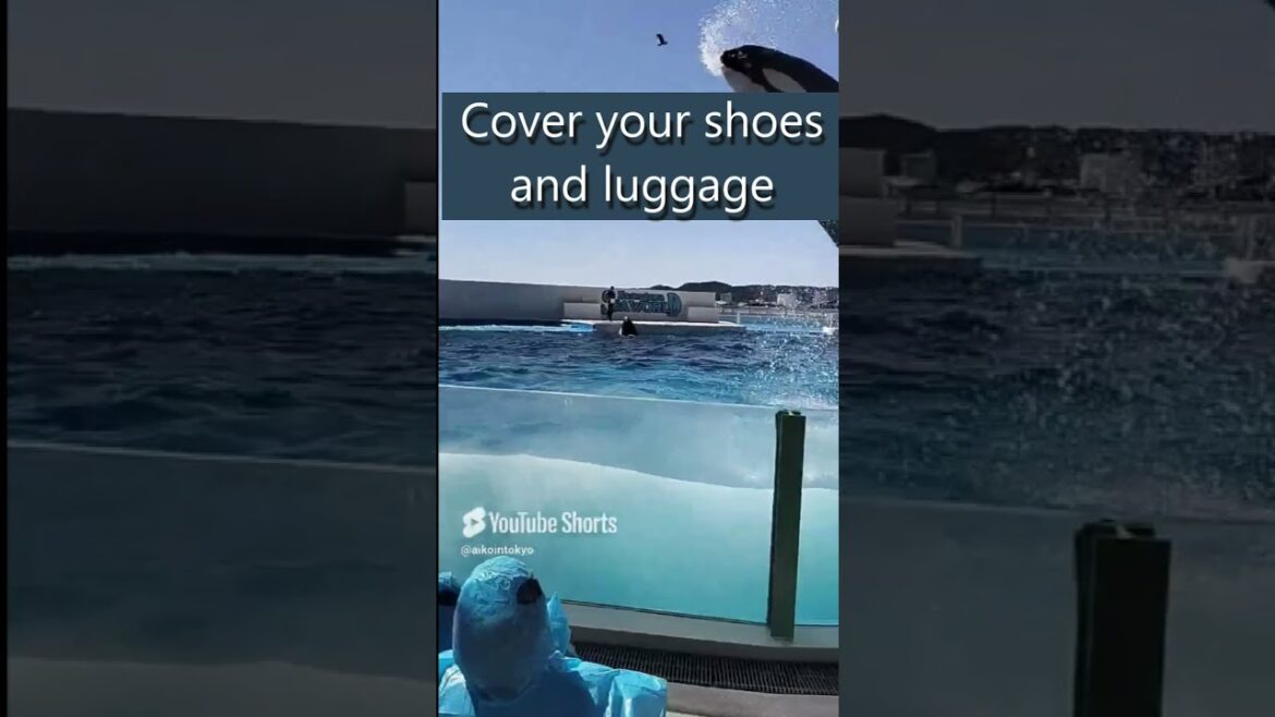 #greentourism #kamogawaseaworld #killerwhales  #japan #travel  #weekend #nature #aquarium #shorts