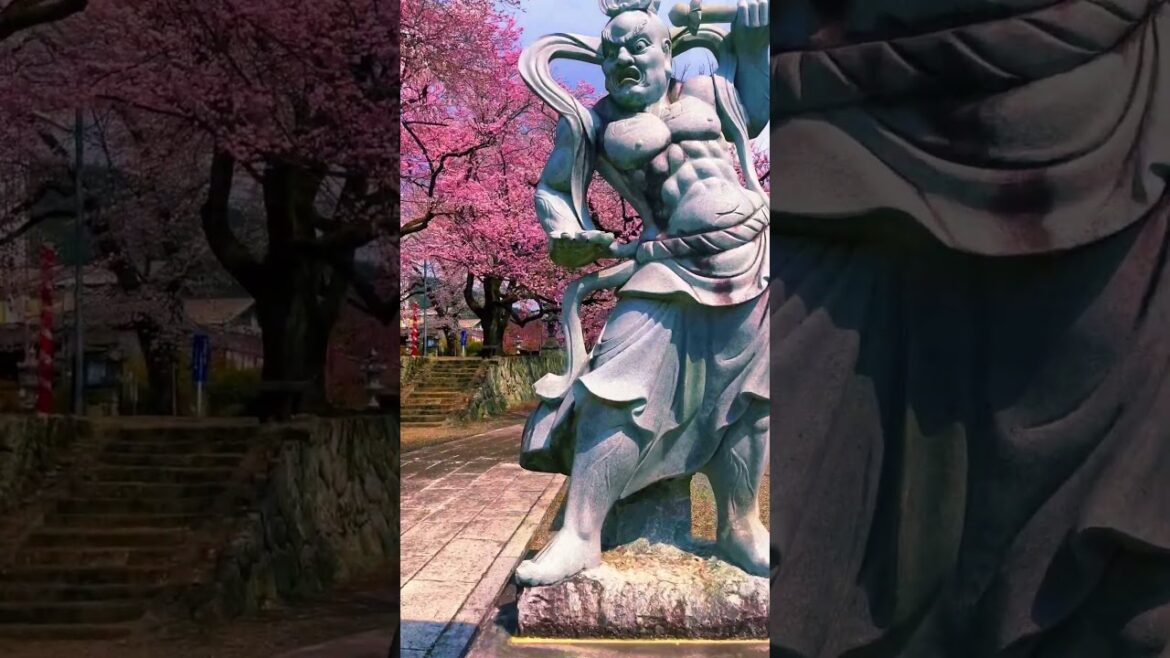 Myoryo-ji Temple  / 妙了寺#yamanashi #sakura #山梨 #japantravel sakura🌸 #山梨県 #山梨旅行 #妙了寺 #南アルプス #japan