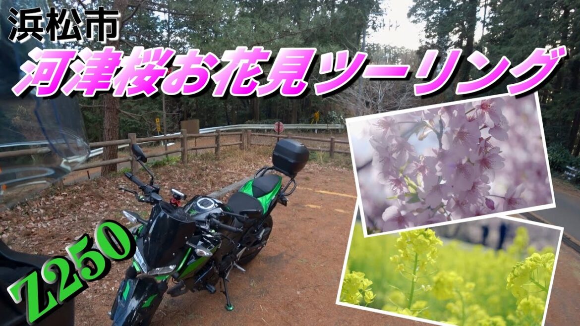 【Z250 '23】(浜松市内)河津桜お花見ツー【ソロツーリング】