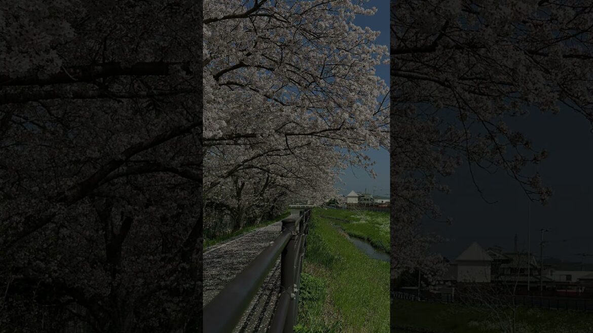 2024岡垣サクラ　#さくら　#花見　#春