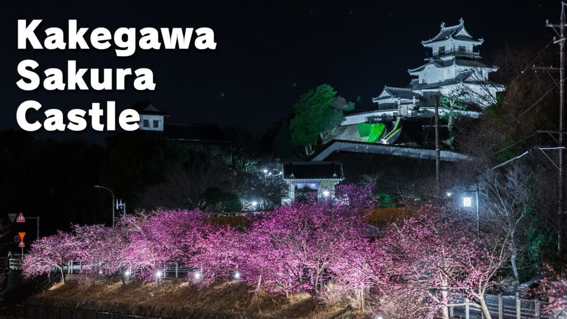 Kakegawa Sakura & Castle - 掛川桜と掛川城 / Walking tour / Japan / DJI Osmo Pocket 3