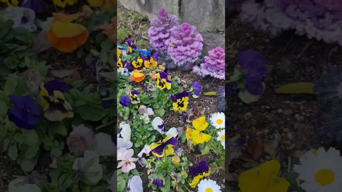 Nagasaki Flower 🇯🇵 #shortvideo #trendingnow #viral #fyp #shorts  #subscribe #travel #reels #nature