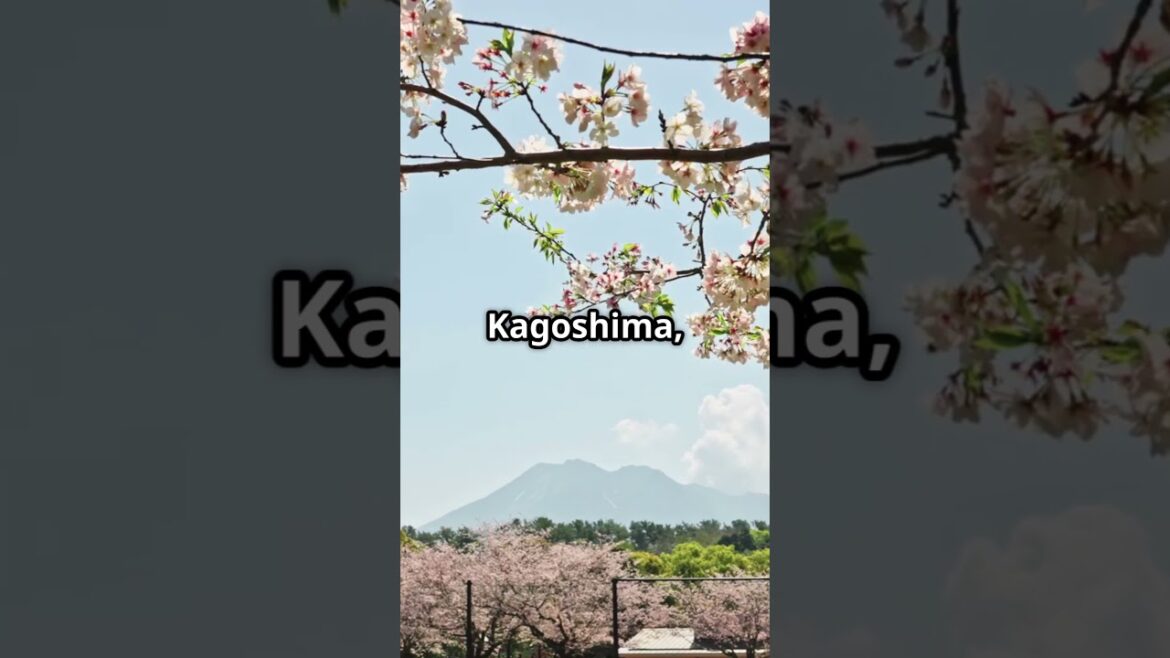 Kyūshū's Cherry Blossom Magic!
