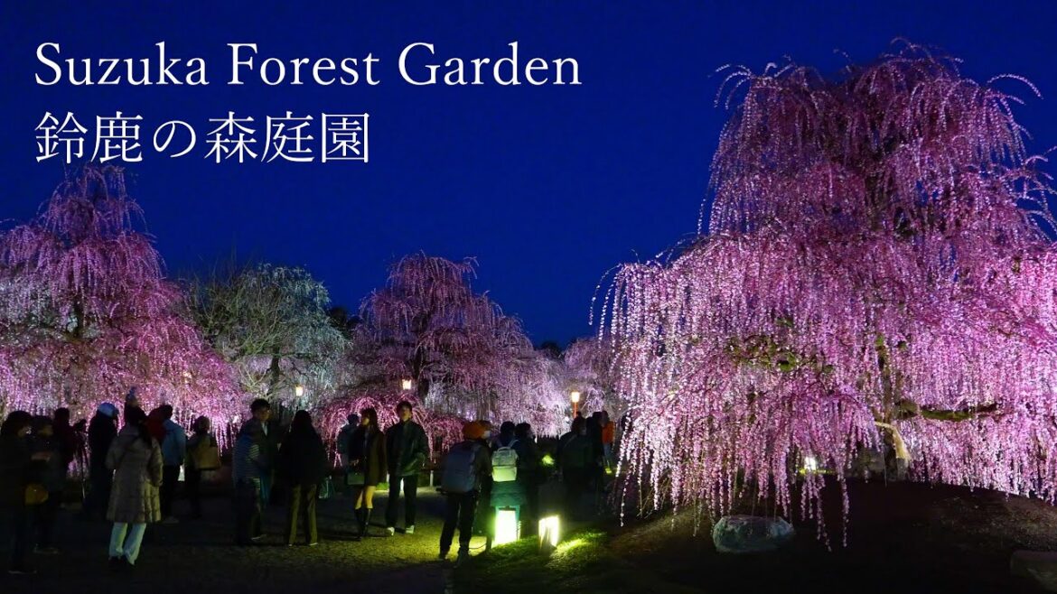 The breathtaking beauty of Suzuka's garden of  weeping plums, the best in Japan!