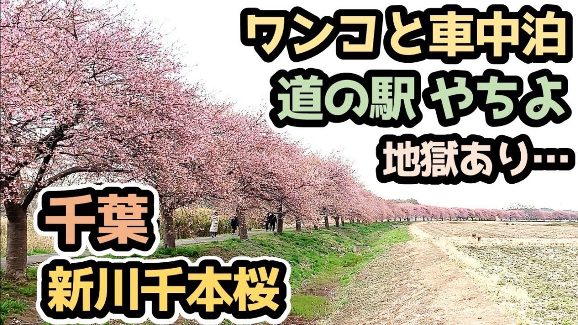 道の駅やちよで【春の訪れを肌で感じる旅】河津桜&グルメ&買い物満喫! …からの、アレに襲われ撃沈 ハイエース ワンコと車中泊 道の駅やちよで【春の訪れを肌で感じる旅】河津桜&グルメ&買い物満喫! …からの、アレに襲われ撃沈 ハイエース ワンコと車中泊