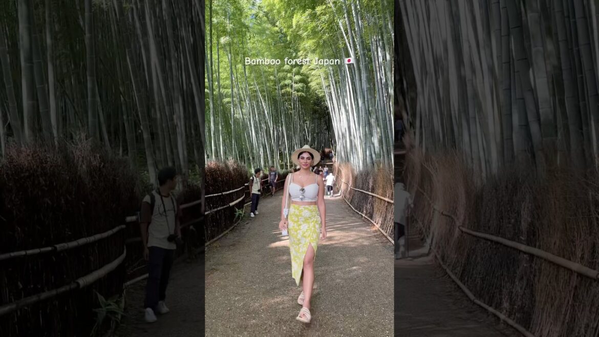 Bamboo forest in Kyoto Japan 🇯🇵