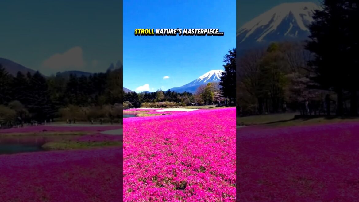 Fuji Shibazakura Festival: Japan's Viral Spring Bloom