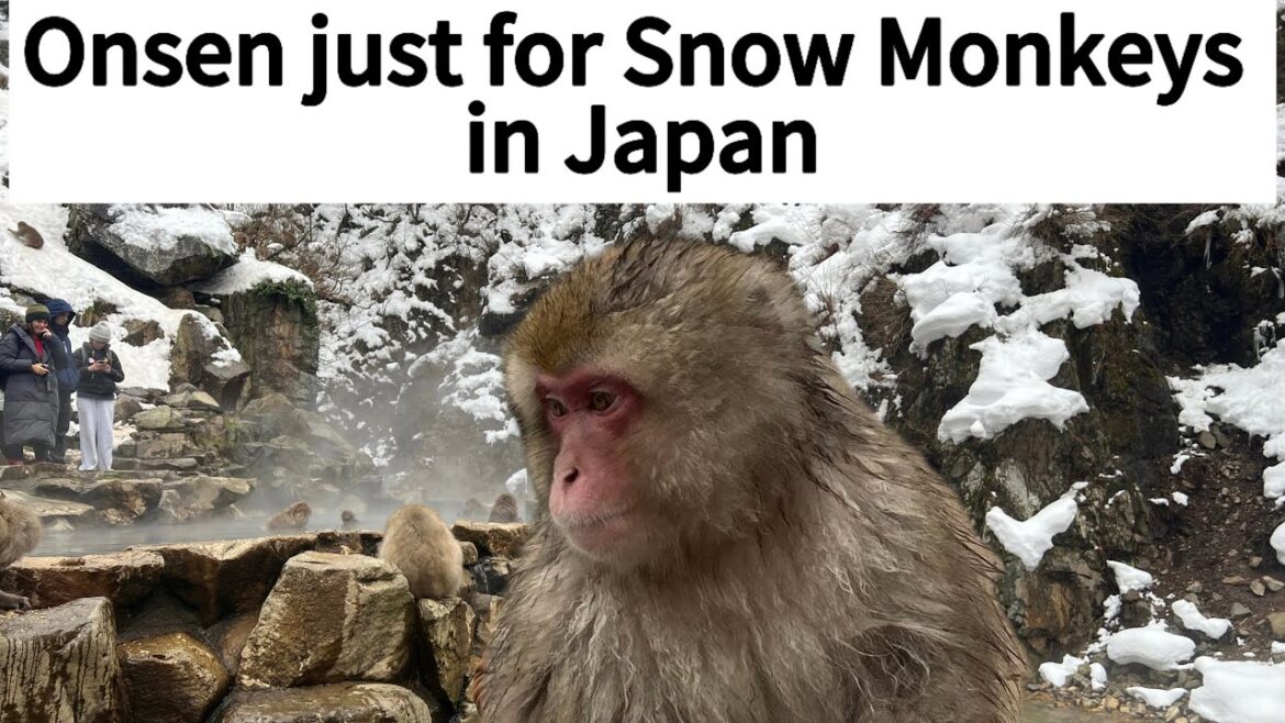 Japan’s Snow Monkeys In Winter! 🐒❄️ Bucket List Experience