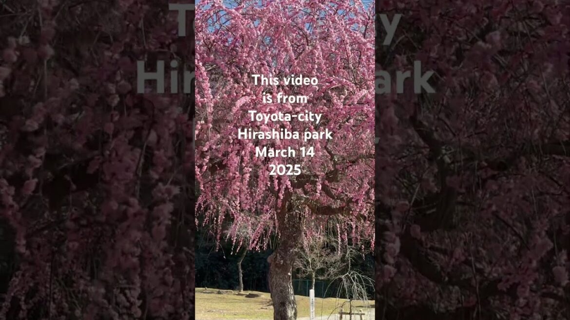 #梅まつり #豊田市#平芝公園