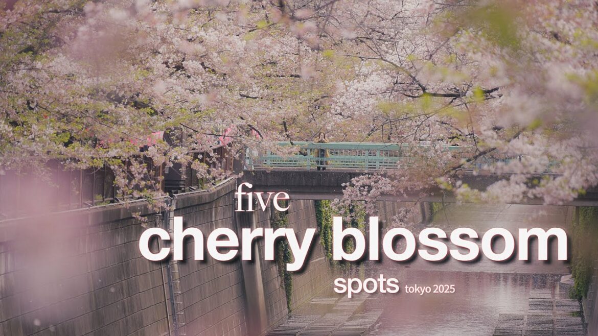 Where to see cherry blossoms in Tokyo this year (from a local)