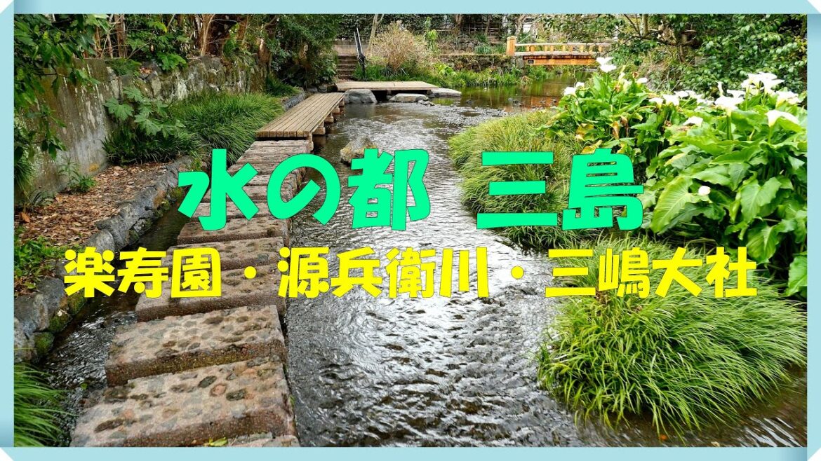 水の都 三島　静岡県の三島に行ってきました　楽寿園・源兵衛川・三嶋大社を観光しました　源兵衛川は映画 余命10年のロケ地となった川だそうです