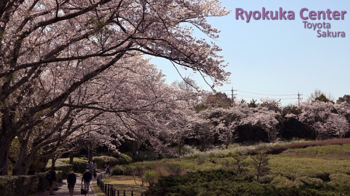 Cherry Blossom Festival at Ryokka Center Park in Toyota City