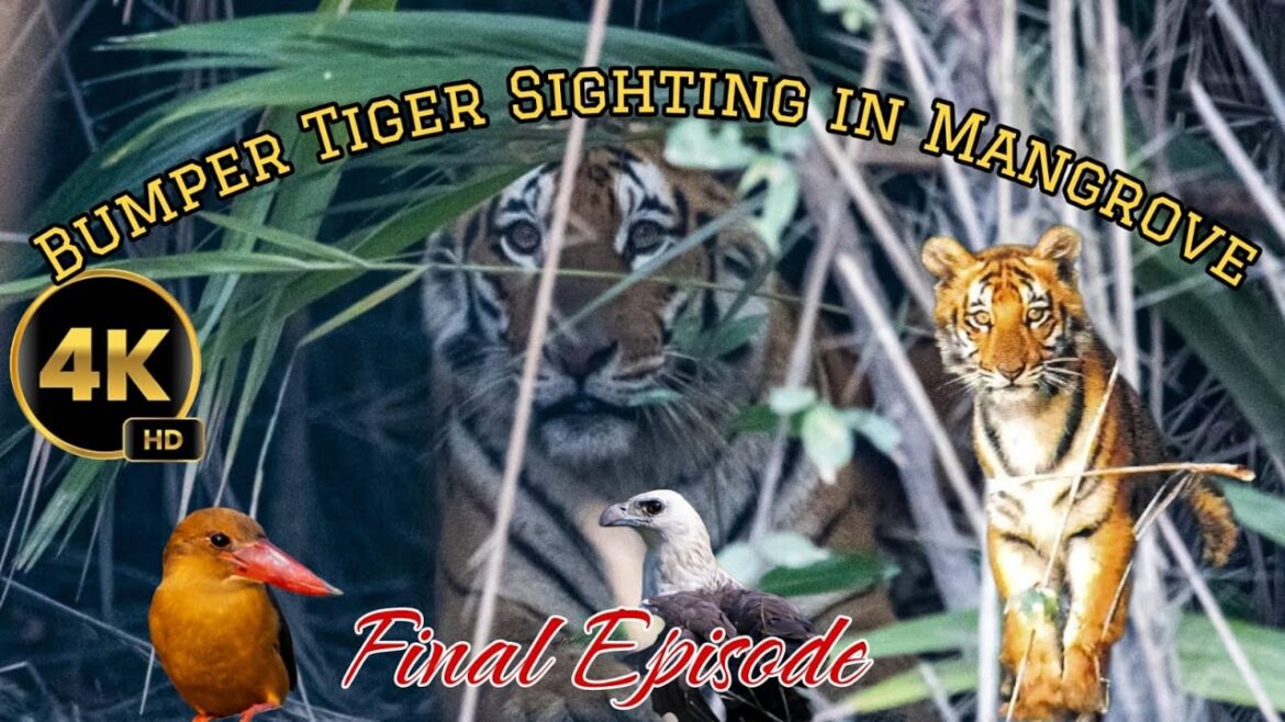 Bumper Tiger Sighting in Mangrove, Final Episode