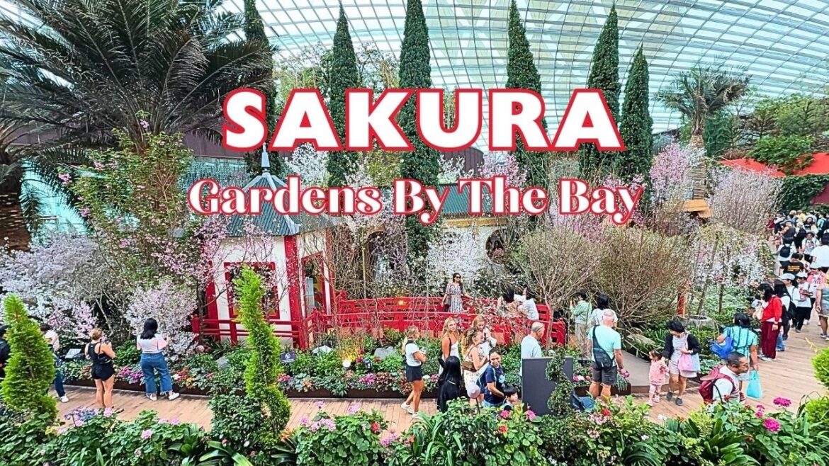 Sakura Floral Display at Gardens By The Bay 2025 Sakura Floral Display at Gardens By The Bay 2025