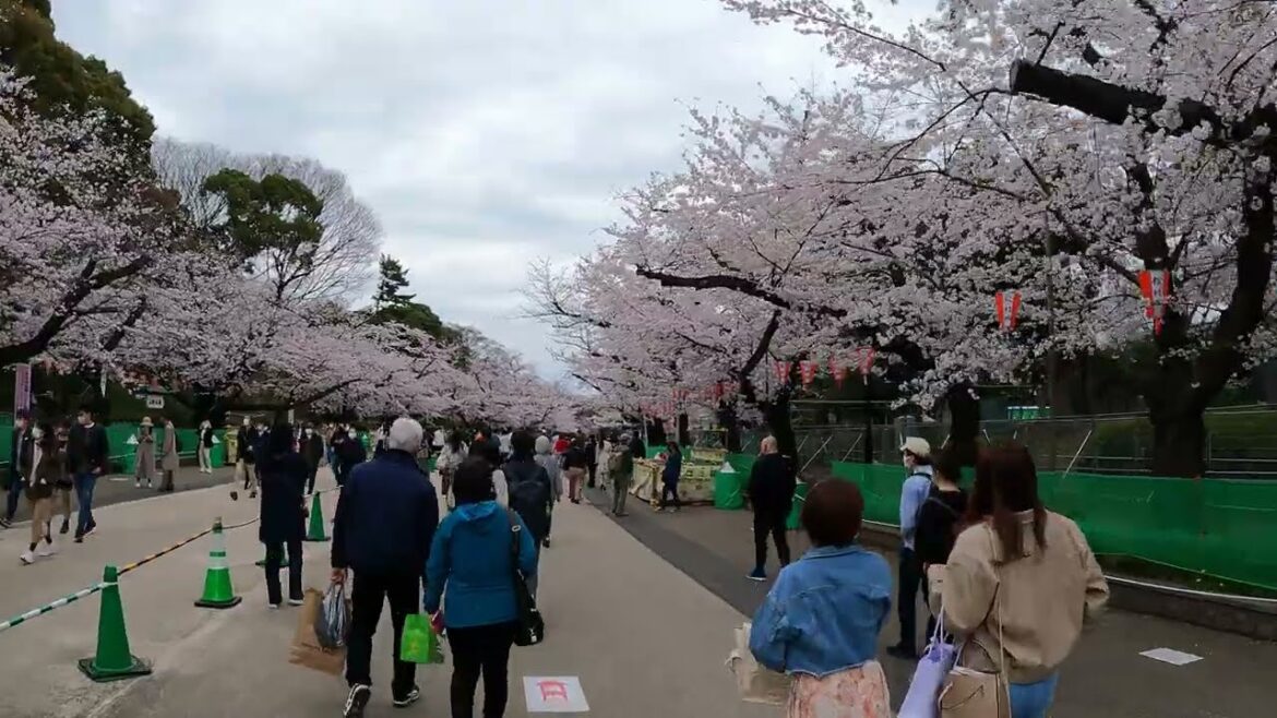 Relaxing Bike Ride at Ueno Park | Tokyo Japan,  ASMR 4K | VXT TRAVEL