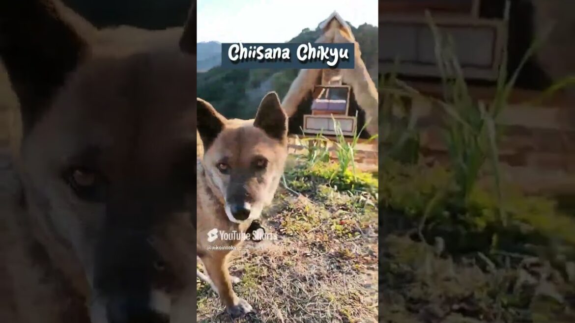 #greentourism #kamogawa #chiba #japan #travel #sauna #preservation #ecosystem #architecture #shorts #greentourism #kamogawa #chiba #japan #travel #sauna #preservation #ecosystem #architecture #shorts
