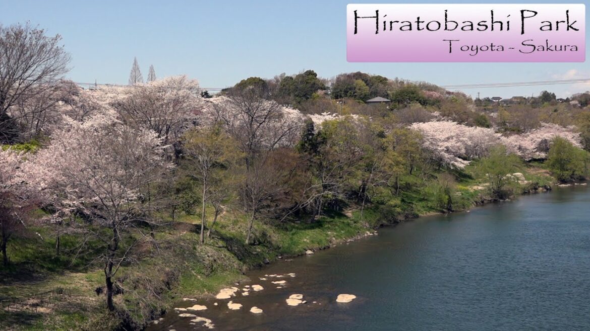 Toyota City Hiratobashi Park Cherry Blossom Festival