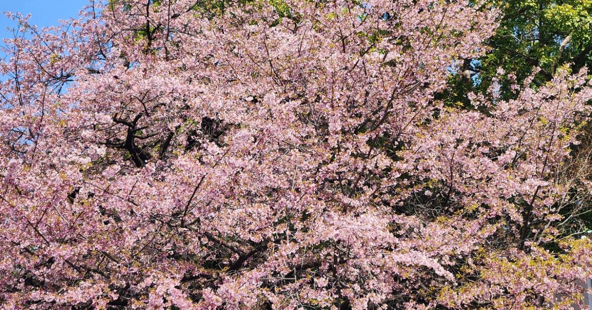 Tokyo travelogue: Sunday at the Imperial Palace grounds, Ueno Park and Akihabara