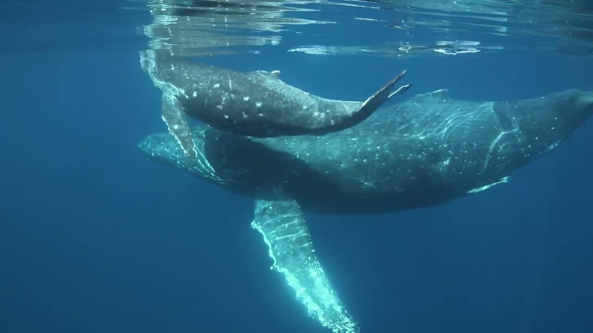 Okinawa [ Swim With Whales ]