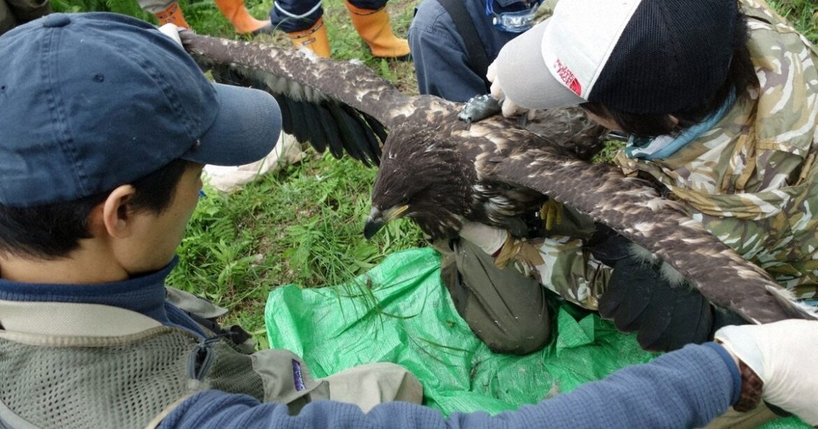 Japan firm falsely claimed no nests of rare eagles at planned solar megaproject site