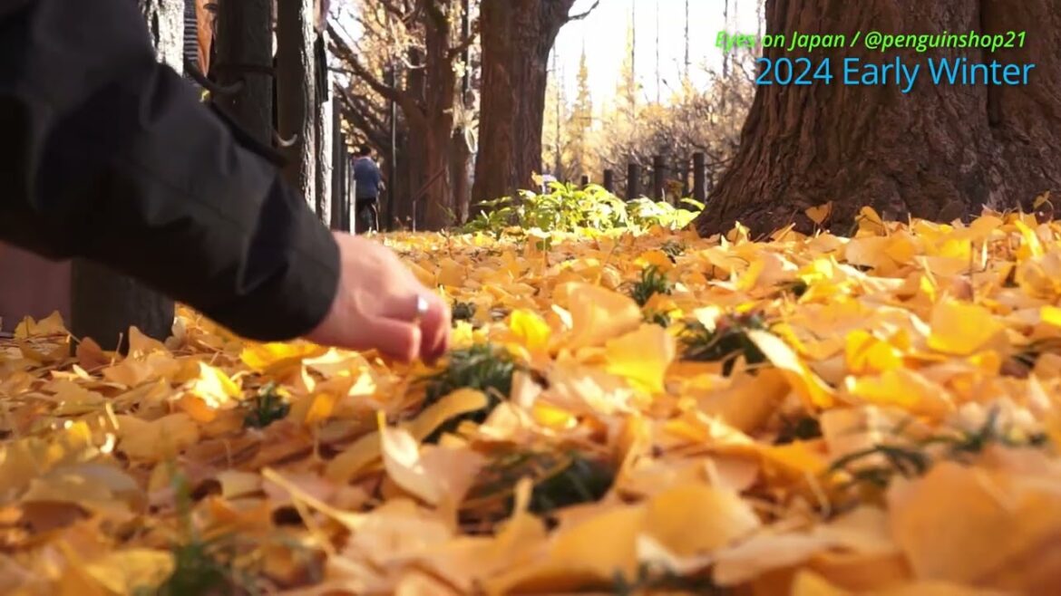 Early winter in Tokyo, Hakone.     Sony NEX-VG20, Sample