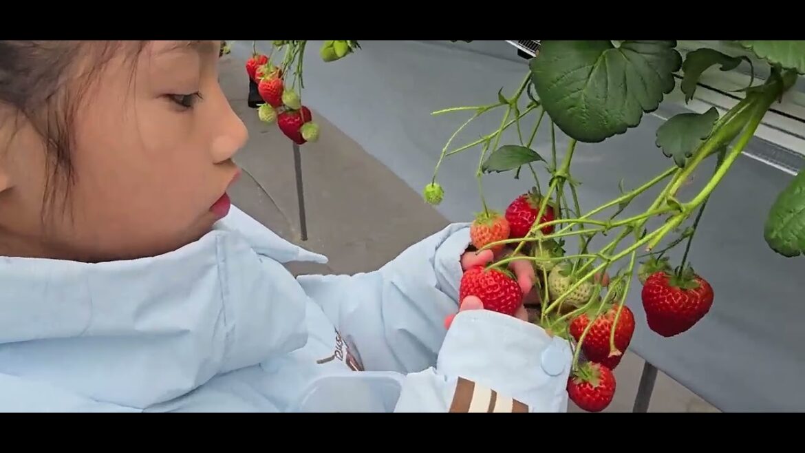 【帶家人去旅行】 🍓 JRフルーツパーク仙台あらはま #日本採草莓  #日本仙台草莓吃到飽