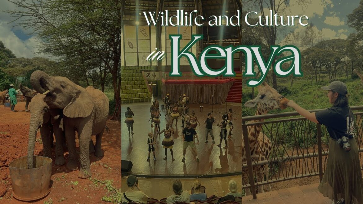 A Day in Nairobi! Elephant Orphanage, Giraffe Centre & More! π°πͺ A Day in Nairobi! Elephant Orphanage, Giraffe Centre & More! π°πͺ