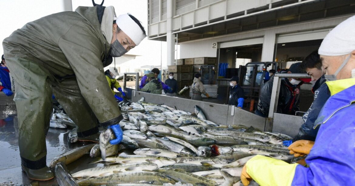 Japanese salmon catches plummet in losing battle to climate change