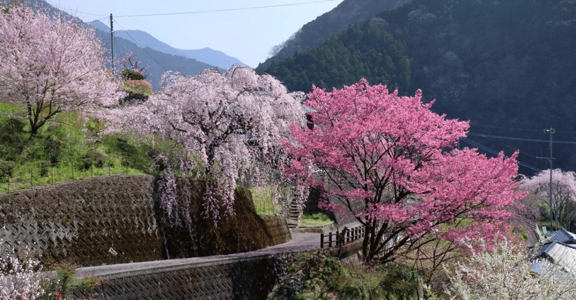 The blooms were spotted at the Kochi Castle. Photo: iStock/mitumal