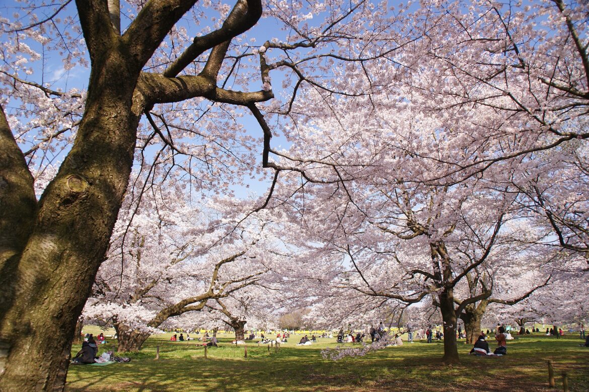 Here’s the official Japan cherry blossom forecast for 2025 – updated March 21 Here's the official Japan cherry blossom forecast for 2025 – updated March 21