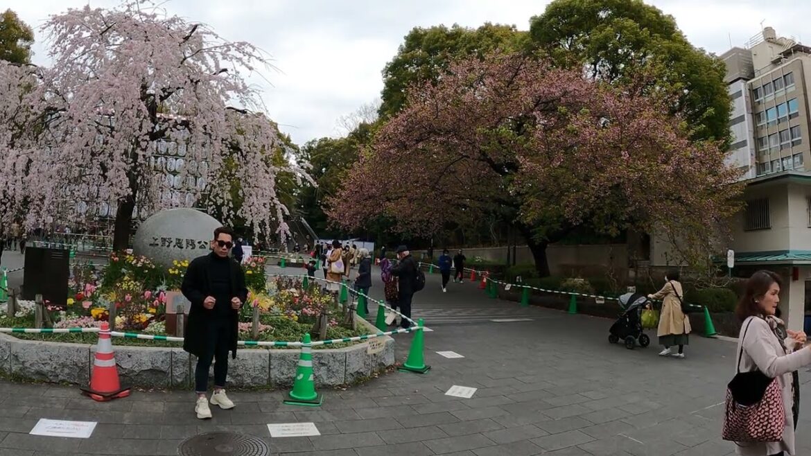 Spring Relaxing Bike Ride from Ueno to Tokyo Station Pt.4 | Tokyo Japan, ASMR 4K | VXT TRAVEL