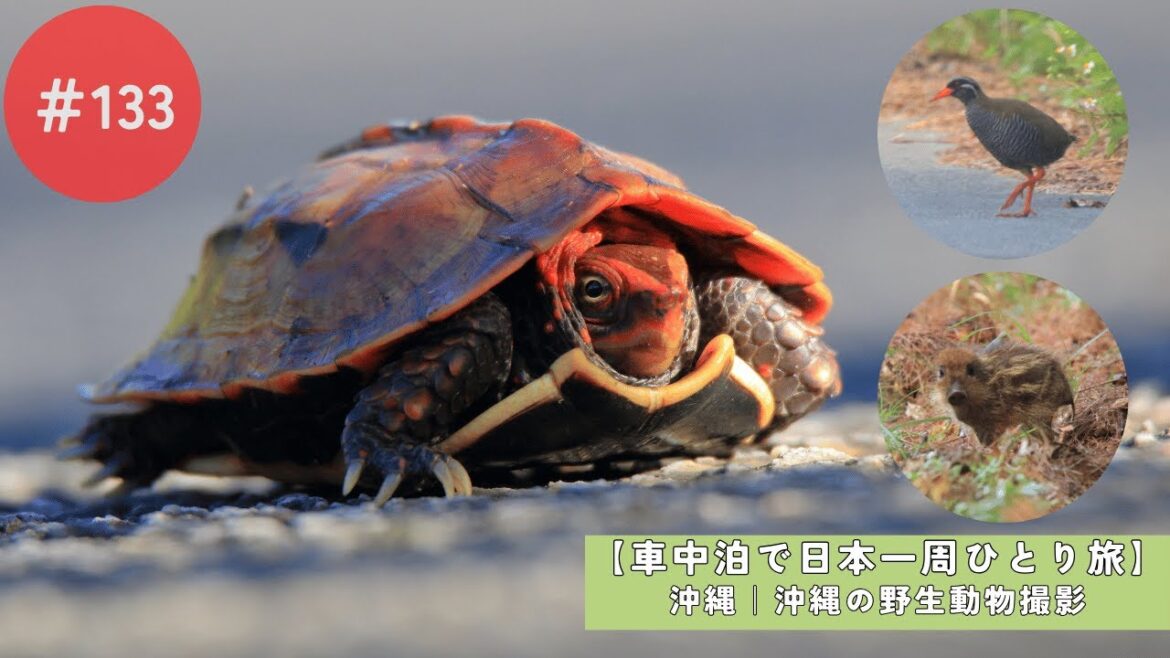 【車中泊で日本一周ひとり旅133日目】沖縄の野生動物撮影 / 首里城散策