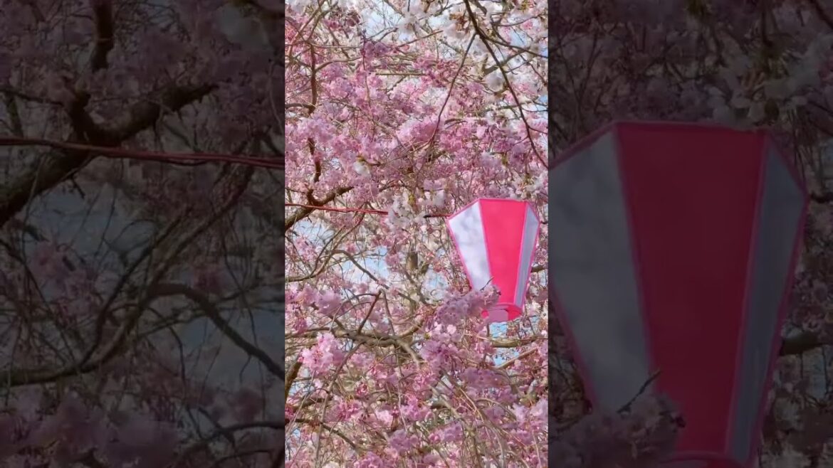 일본벚꽃 보러오셔야죠:) #nagano