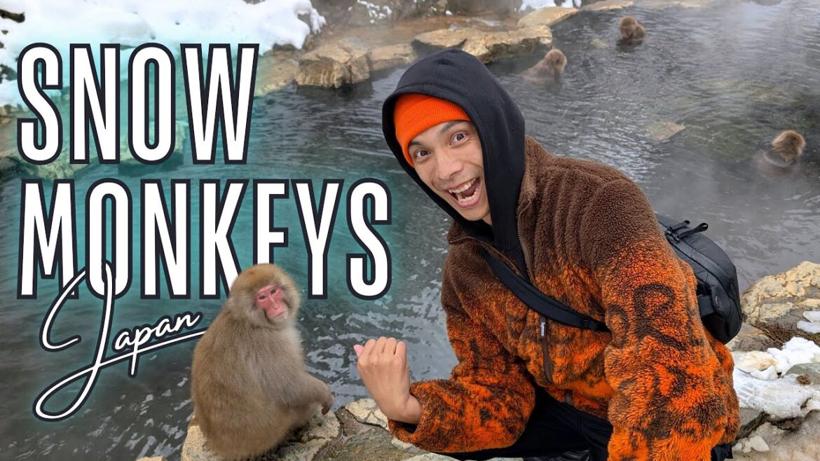 How to see Japan's Snow Monkeys | NAGANO