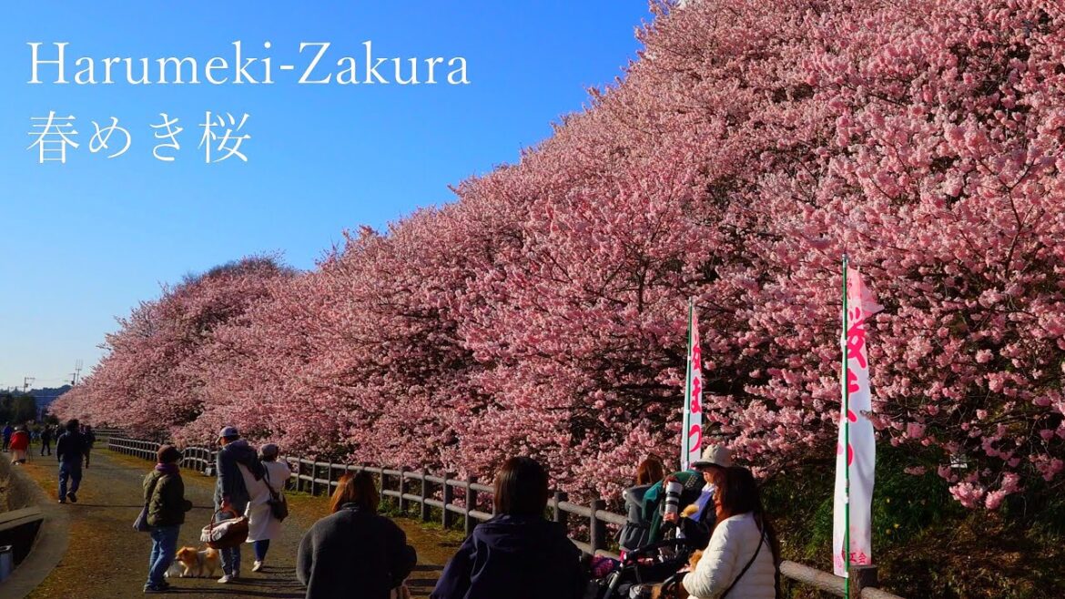 Spectacular Harumeki Cherry Blossoms in Minami-Ashigara City Spectacular Harumeki Cherry Blossoms in Minami-Ashigara City