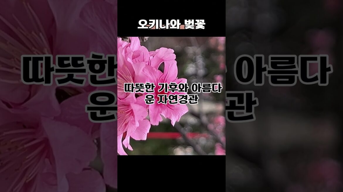 오키나와 자유여행 나하시 벚꽃 감상 #오키나와자유여행 #오키나와벚꽃 오키나와 자유여행 나하시 벚꽃 감상 #오키나와자유여행 #오키나와벚꽃