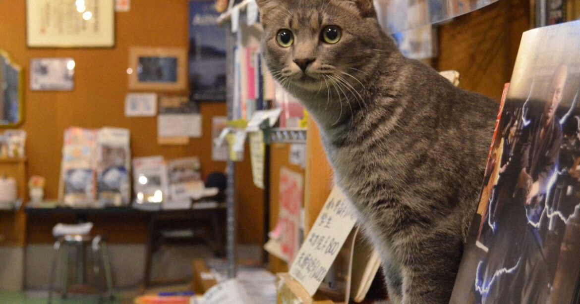 Barn cat becomes beloved 3rd-gen mascot at Hokkaido movie theater